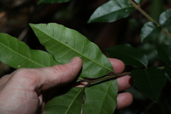 Dysoxylum mollissimum