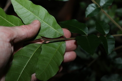 Dysoxylum mollissimum