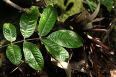 Ackama paniculosa