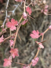 Ribes californicum