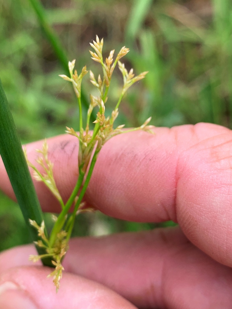 Juncus continuus in September 2022 by Geoffrey Sinclair · iNaturalist