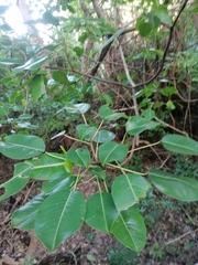Hippomane mancinella