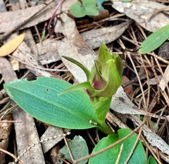 Chiloglottis valida