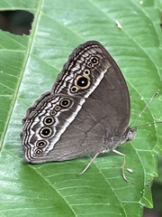 Mycalesis perseoides