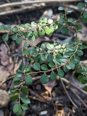 Maclura cochinchinensis