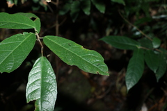 Ficus fraseri