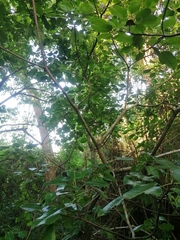 Hippomane mancinella
