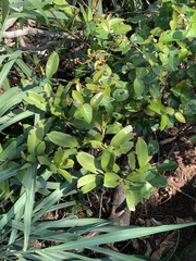 Eugenia brasiliensis