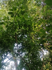 Hippomane mancinella