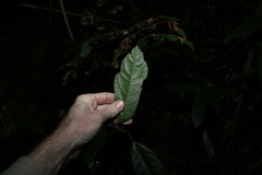 Ficus fraseri