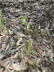 Pterostylis cycnocephala