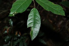 Ficus fraseri
