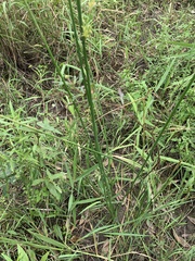Juncus continuus