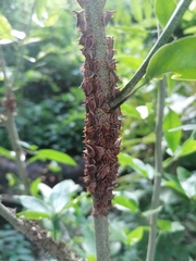 Umbonia crassicornis