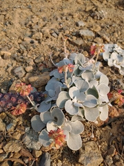 Eriogonum alpinum
