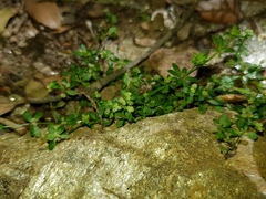 Galium minutulum