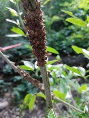 Umbonia crassicornis