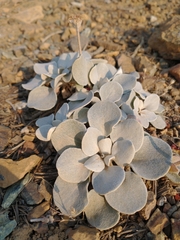 Eriogonum alpinum
