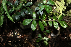 Parsonsia rotata