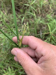 Juncus continuus