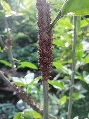 Umbonia crassicornis
