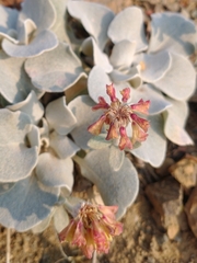 Eriogonum alpinum