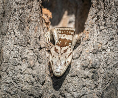 Cyclodomorphus gerrardii