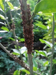 Umbonia crassicornis
