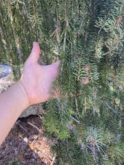 Picea breweriana