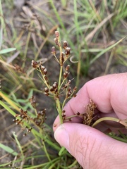 Fimbristylis dichotoma