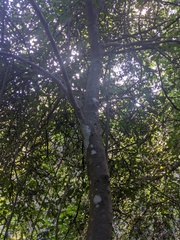 Ficus coronata