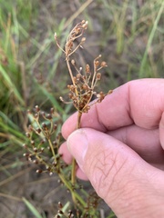 Fimbristylis dichotoma