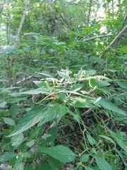Capsicum annuum glabriusculum