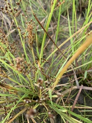 Fimbristylis dichotoma