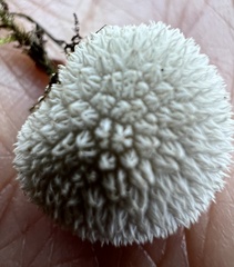 Lycoperdon curtisii