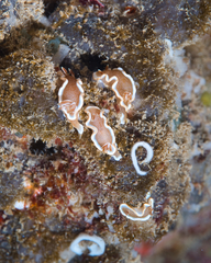 Glossodoris rufomarginata