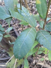 Ficus coronata