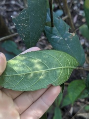 Ficus coronata