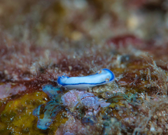 Hypselodoris peasei