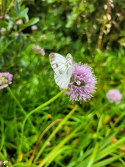 Pieris melete