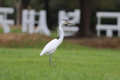 Ardea alba