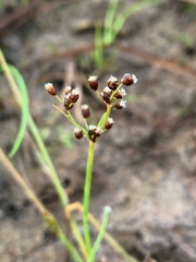 Fimbristylis dichotoma