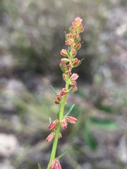 Gonocarpus chinensis