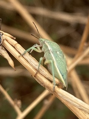 Chlorochroa uhleri