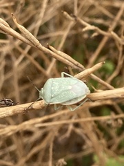 Chlorochroa uhleri
