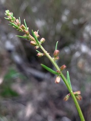 Gonocarpus chinensis