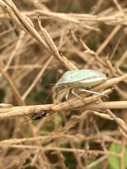 Chlorochroa uhleri