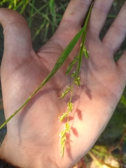 Beckmannia syzigachne