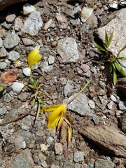 Tulipa sylvestris australis