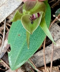 Chiloglottis valida